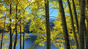 Aspen Gold