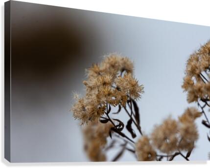 Winter Flowers Canvas Print