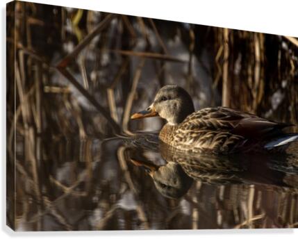 Mirror Canvas Print