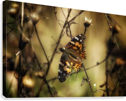 Painted Lady Canvas Print