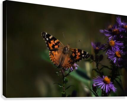 Summer Lady Canvas Print