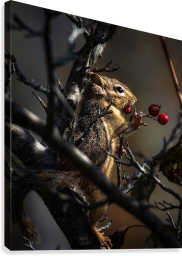 Berries Canvas Print