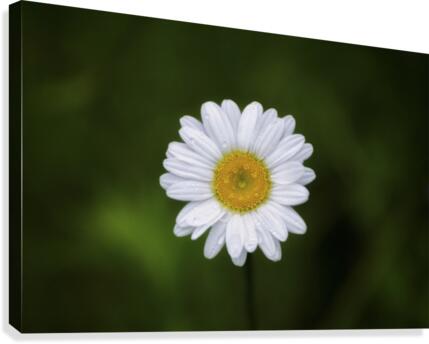 Petals Canvas Print