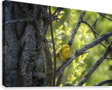 Ent Canvas Print