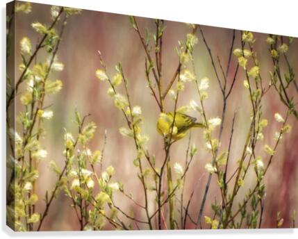 Yellows Canvas Print
