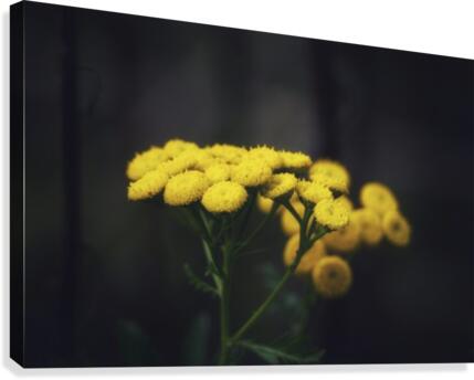 Bouquet Canvas Print