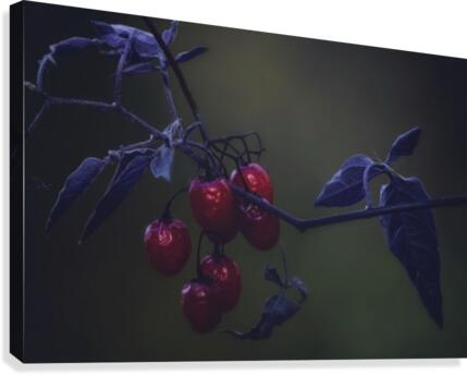 Nightshade Canvas Print