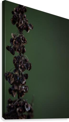 Pods Canvas Print