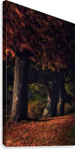 Maples Canvas Print