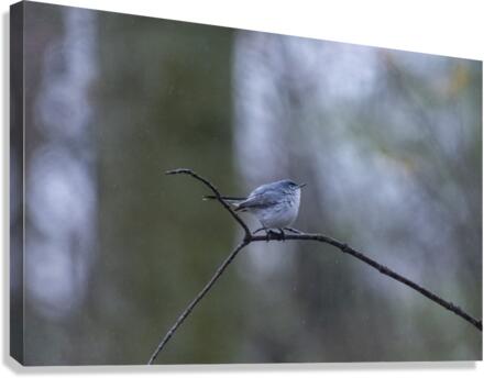 Blue Yonder Canvas Print