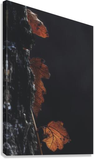 Three Canvas Print