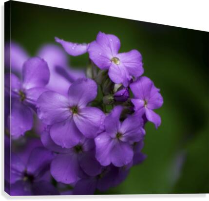 Magenta Canvas Print