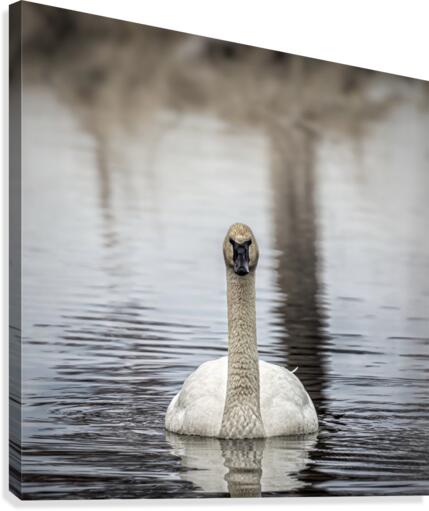 Territory Canvas Print