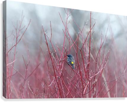 Contrast Canvas Print