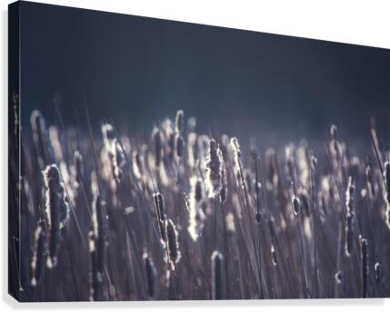 Somber Canvas Print