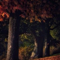 Maples