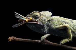 Chameleon capturing an insect on a dark background