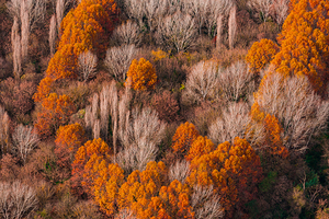 Aerial view of field and forest