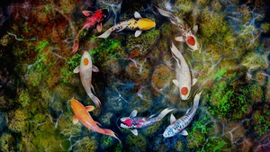 Koi Fishes