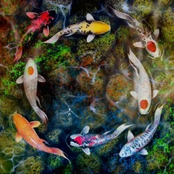 Koi Fishes