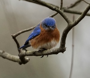 Eastern Bluebird male