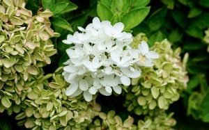 Hydrangea 