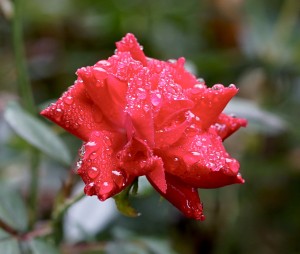 Morning Dew
