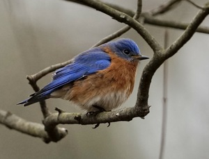 Eastern Bluebird male