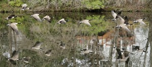Ducks Over Pond