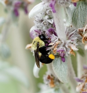 Bumblebee