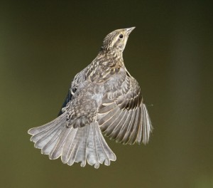 Flying Red-winged Blackbird female