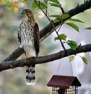 Young Hawk
