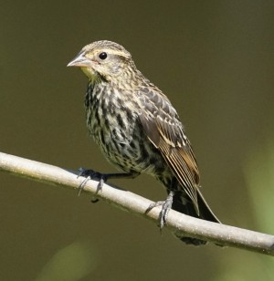 Red-winged Blackbird female