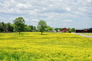 Frying Pan Farm Park