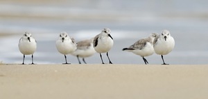 Sanderlings