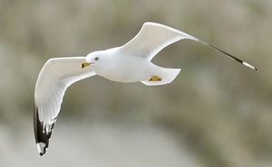 Seagull