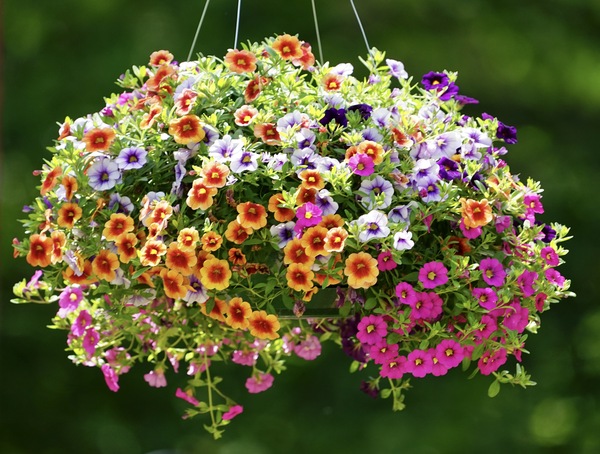 Flower Basket Print