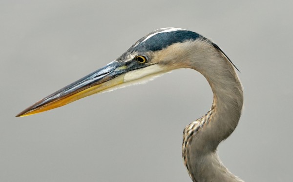 Great Blue Herron Print