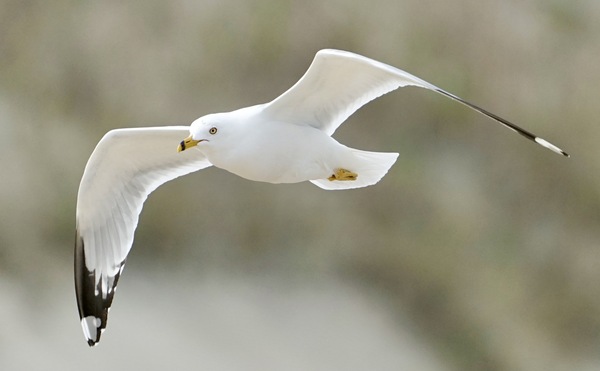 Seagull Print