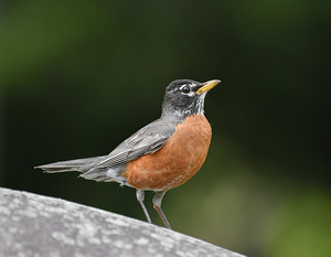 American Robin