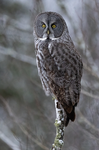 DSC01826 Edit 3