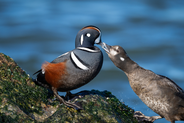 DSC09359 Edit 2 Print