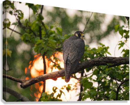 DSC09003 Edit Canvas Print