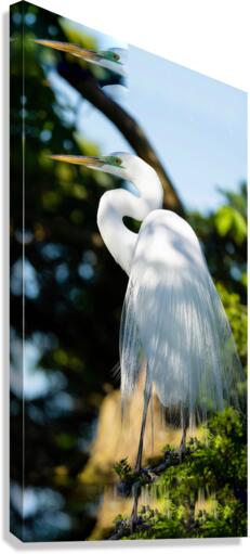 Attachment 1 Canvas Print