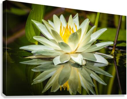 5F4A9754 Edit Canvas Print