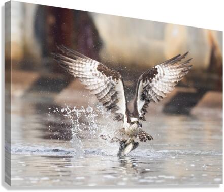 DSC09694 Edit Canvas Print