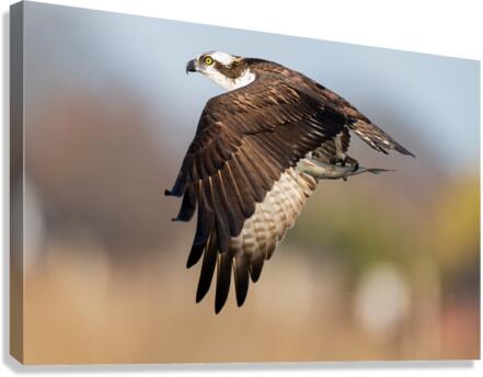 DSC06668 Edit Canvas Print