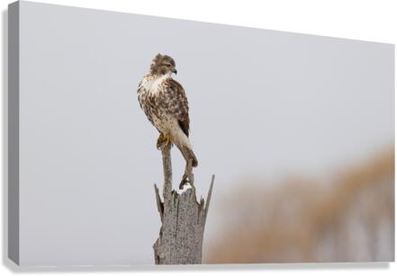 A66I3880 Edit Canvas Print
