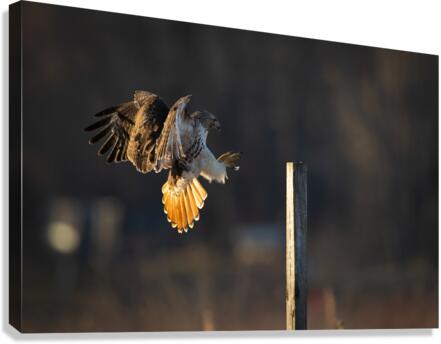 A66I6341 Edit 2 Canvas Print