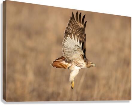 A66I6034 Edit Canvas Print